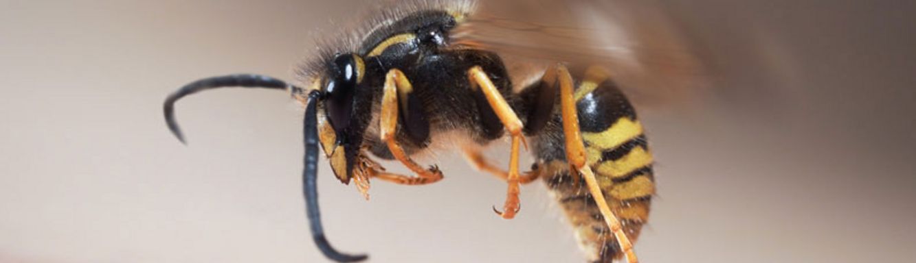 CAI Forscher entdecken neues Insektengiftallergen - 